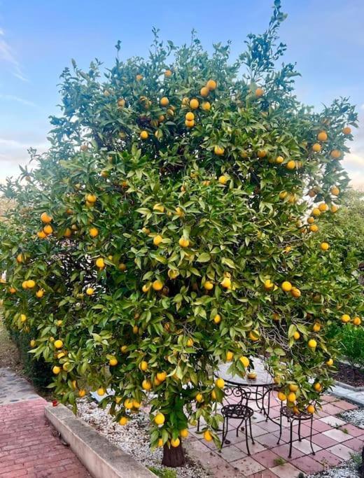 Finca Tierra Sana Εστεπόνα Εξωτερικό φωτογραφία