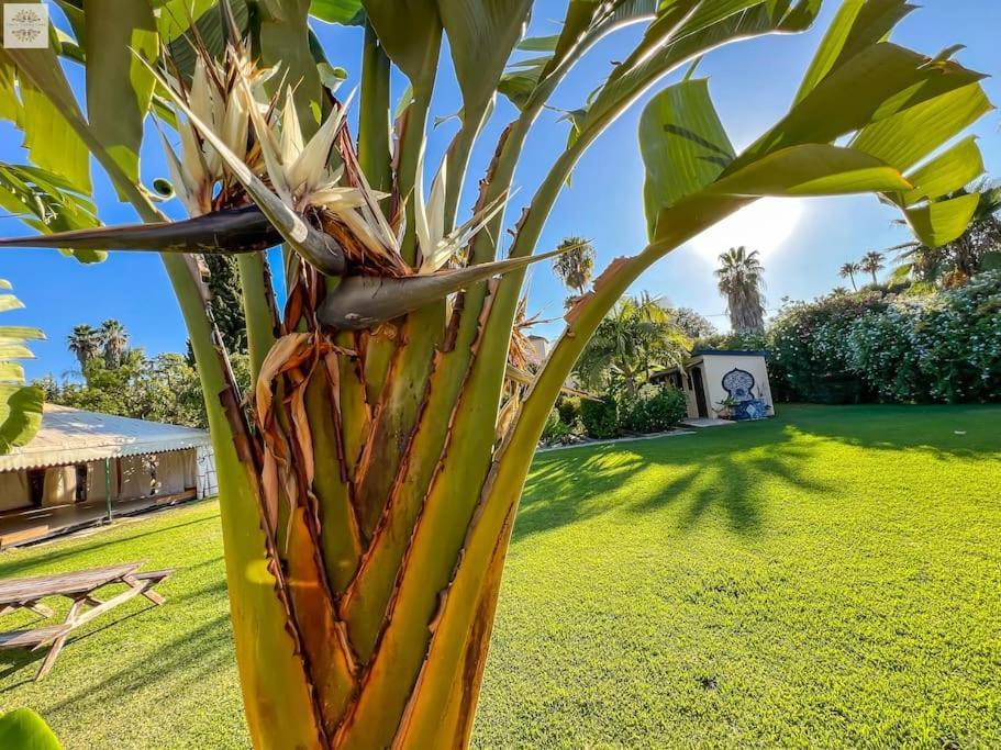 Finca Tierra Sana Εστεπόνα Εξωτερικό φωτογραφία