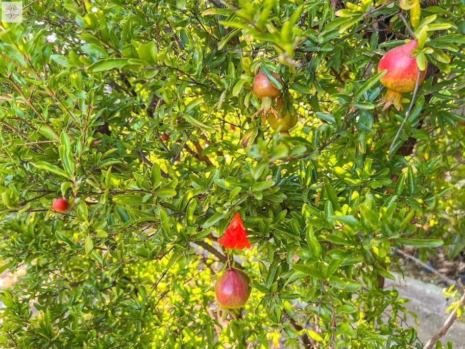 Finca Tierra Sana Εστεπόνα Εξωτερικό φωτογραφία