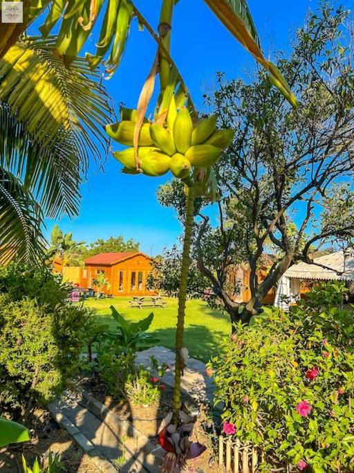 Finca Tierra Sana Εστεπόνα Εξωτερικό φωτογραφία